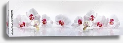 Постер Панорама с орхидеями