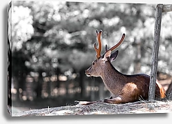 Постер Бурый олень на фоне серого леса