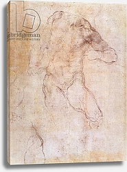 Постер Микеланджело (Michelangelo Buonarroti) Study of a male nude 1