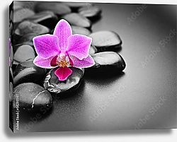 Постер Камни. Орхидея