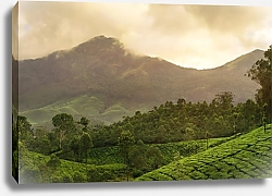Постер Горные чайные плантации Муннар, Индия