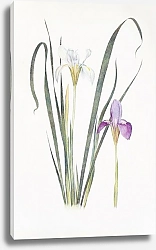 Постер Iris unguicularis