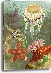 Постер Школа: Английская 19в. Sea Jellies and Sea Stars