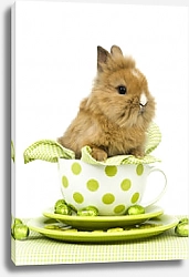 Постер Кролик в чашке