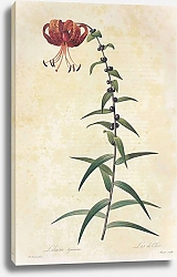 Постер Lilium lancifolium Thunb