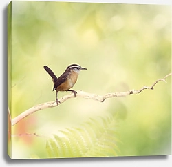 Постер Маленькая коричневая птичка на ветке на фоне зелени