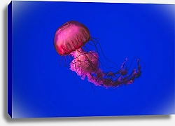 Постер Розовая медуза в синем океане