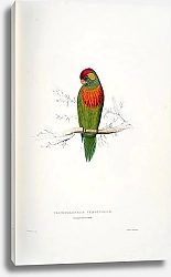 Постер Parrots by E.Lear  #33