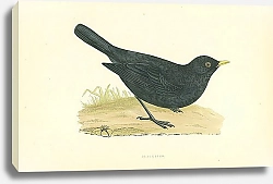 Постер Blackbird 6