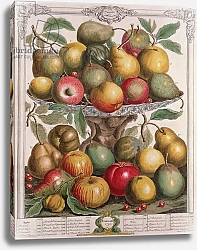 Постер Кастилс Питер February, from 'Twelve Months of Fruits', by Robert Furber engraved by James Smith, 1732