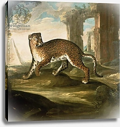 Постер Скачиатти Андреа A Jaguar
