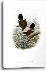 Постер Rufous-fronted Fantail Flycatcher - Rhipidura rubrofrontata