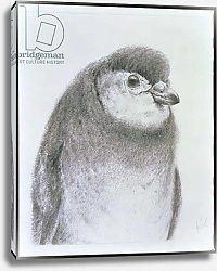 Постер Тейлор Карл (совр) Penguin Chick