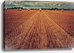 Постер Урожай пшеницы