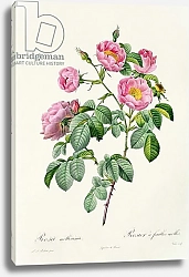 Постер Редюти Пьер Rosa Mollissima, from 'Les Roses' by Claude Antoine Thory engraved by Victor, 1817