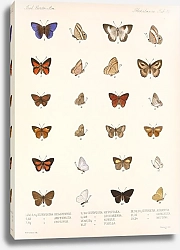 Постер Годман Фредерик Insecta Lepidoptera-Rhopalocera Pl 041