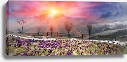 Постер Цветущие крокусы в горах