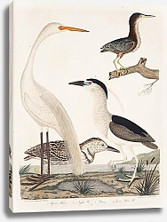 Постер Птицы Америки Уилсона 62