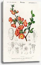 Постер Айва японская (Cydonia japonica) 