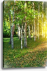 Постер Летний березовый лес