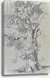Постер Лир Эдвард Parham, 13 October 1834