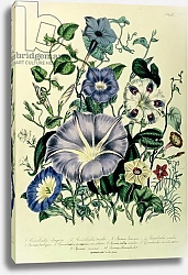 Постер Лудон Джейн (бот) Bindweed, plate 26 from 'The Ladies' Flower Garden', published 1842