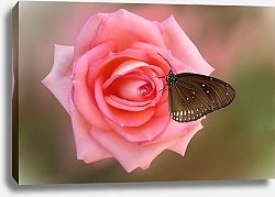 Постер Черная бабочка на розовой розе
