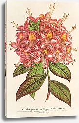 Постер Лемер Шарль Azaléa Bouquet de Flore Hort. Versch