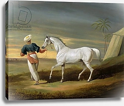 Постер Дэлби Давид Signal, a grey Arab, with a Groom in the Desert