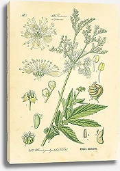 Постер Rosaceae,Spiraeeae, Ulmaria pentapetala Gilibert
