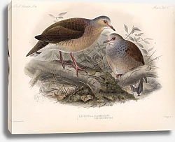 Постер Птицы J. G. Keulemans №73