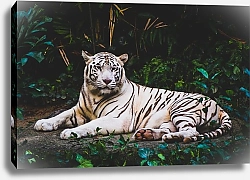 Постер Белый тигр в джунглях
