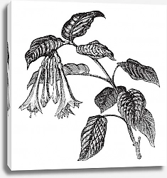 Постер Fuchsia fulgens vintage engraving