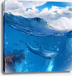 Постер Дельфин у рифа