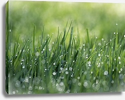 Постер Блестящая роса на траве
