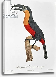 Постер Барранд Жак (птицы) Toucan: Great Red-Bellied by Jacques Barraband