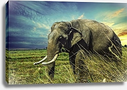 Постер Жующий травку слон