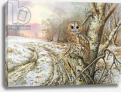 Постер Даннер Карл (совр) Tawny Owl