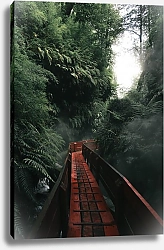 Постер Дорожка в тропическом лесу
