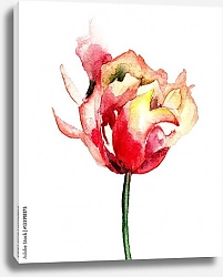 Постер Красный цветок тюльпана 