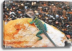 Постер Зеленая ящерка на цветных камнях
