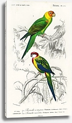 Постер Разные виды попугаев