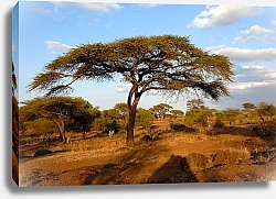 Постер Кения, Африка. Национальный парк