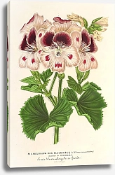 Постер Лемер Шарль Pelargonium à fi. remontantes, Souvenir de Wilhelma