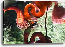 Постер Смотрящийся в воду красный фламинго