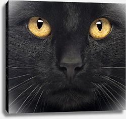 Постер Черный кот 2