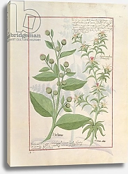 Постер Тестард Робинет (бот) Ms Fr. Fv VI #1 fol.159r Illustration from the 'Book of Simple Medicines'