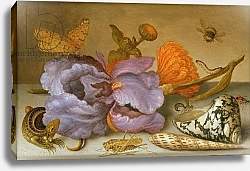 Постер Аст Балтазар Still life depicting flowers, shells and insects