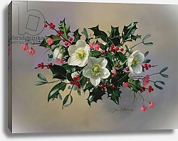 Постер Уильямс Альберт (совр) AB/89 Christmas roses