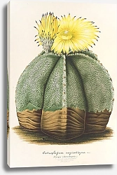 Постер Лемер Шарль Astrophytum myriostigma